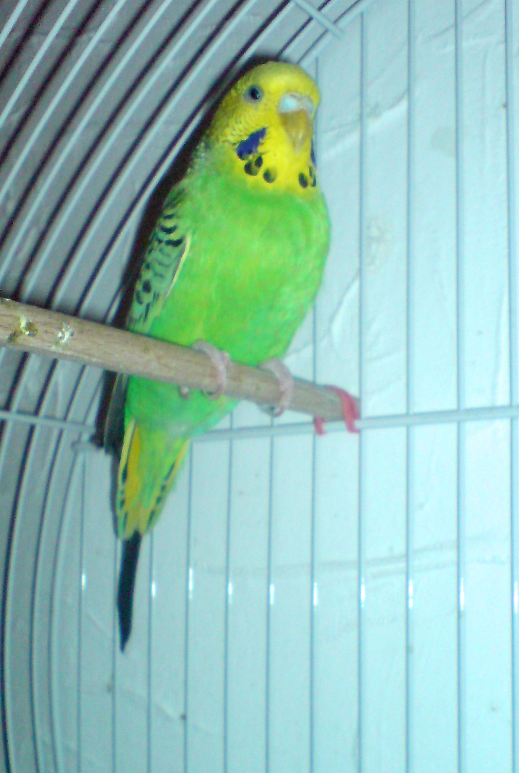 Jupi