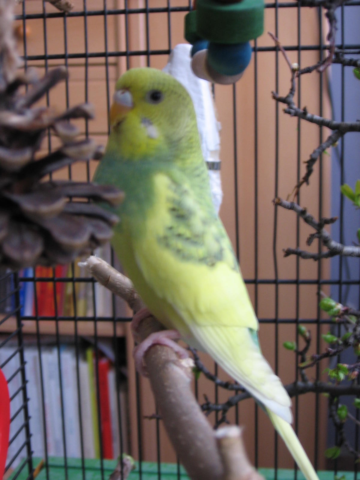 Lóóra