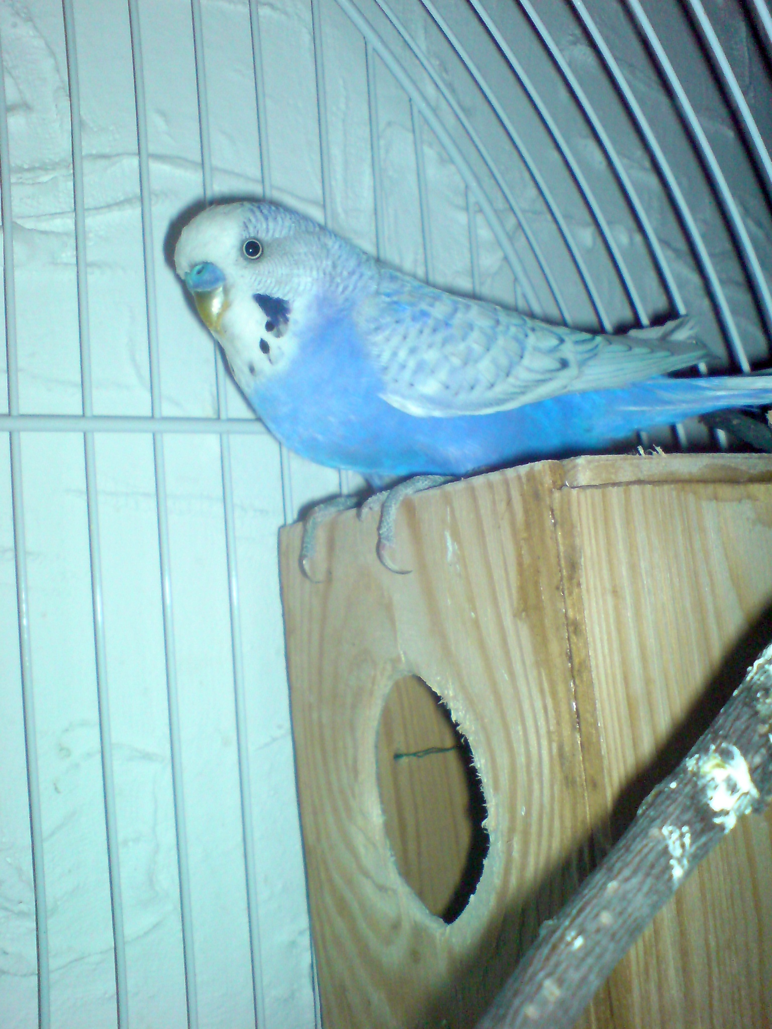  Figo